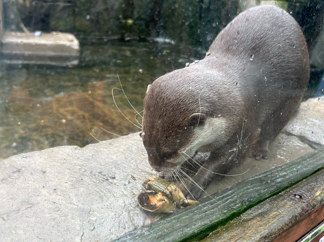 Dingle Oceanworld Aquarium-丁格尔必去景点