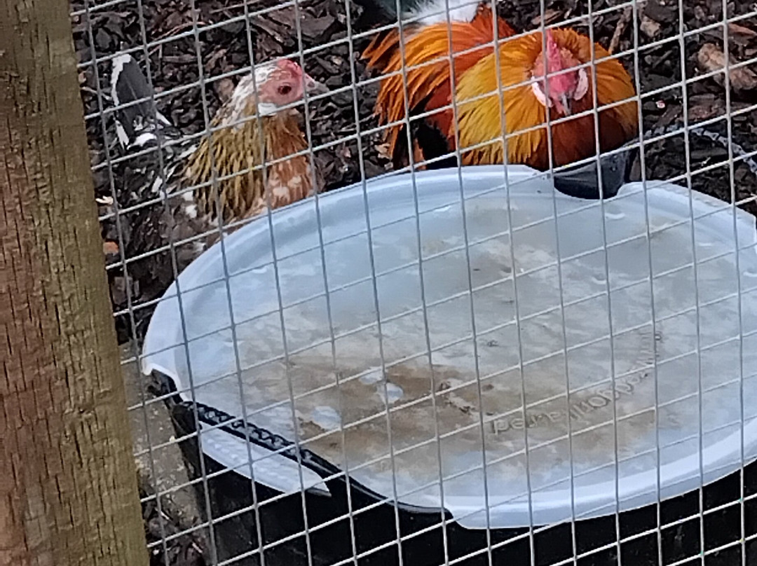 Filey Bird Garden & Animal Park-Filey必去景点