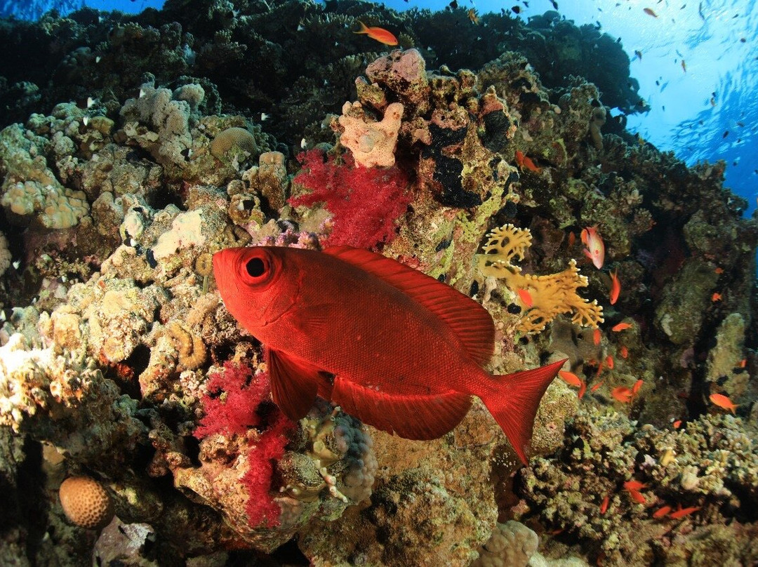 VIP Diving College-沙姆沙伊赫必去景点