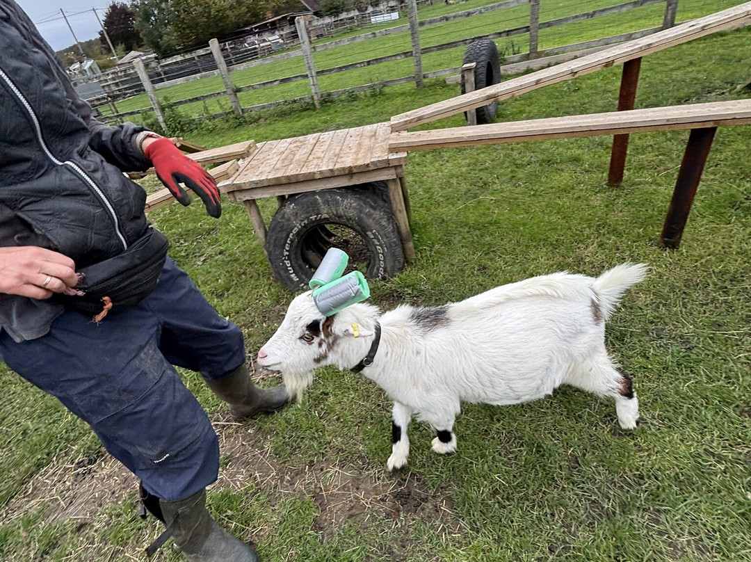 Little Goats At Brockenhurst-Brockenhurst必去景点