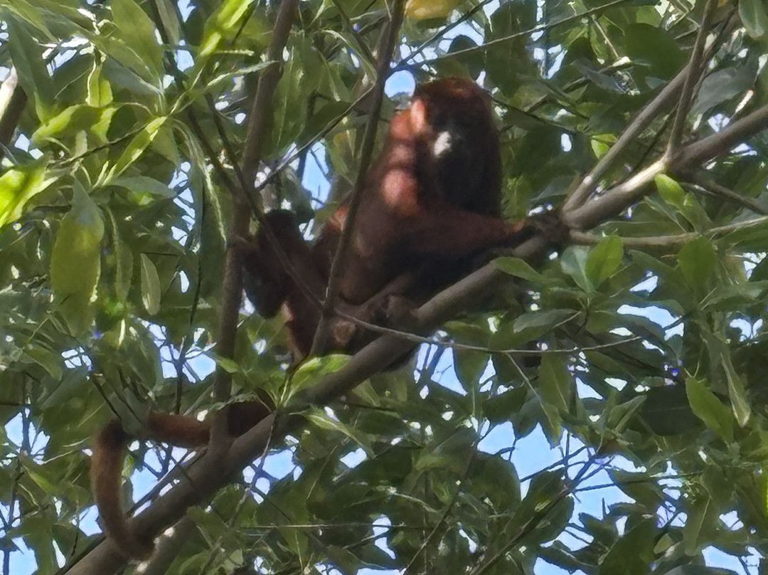 Nariva Swamp-特立尼达必去景点