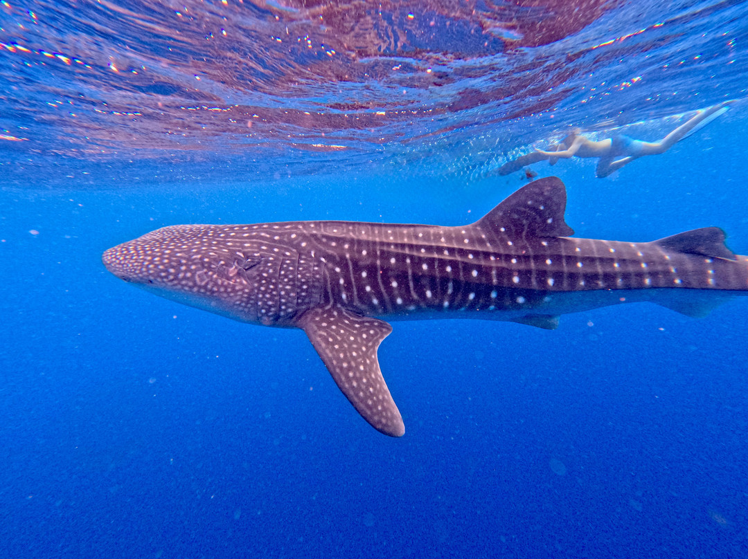 Go Divers Maldives-迪古拉赫岛必去景点