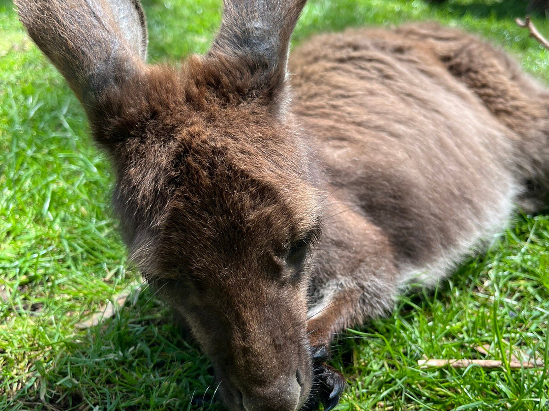 Warrnambool Wildlife Encounters-瓦南布尔必去景点