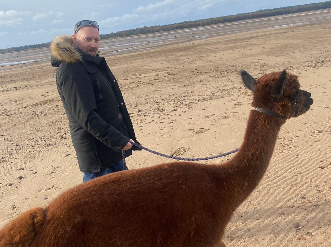 John Muir Alpacas-Dunbar必去景点