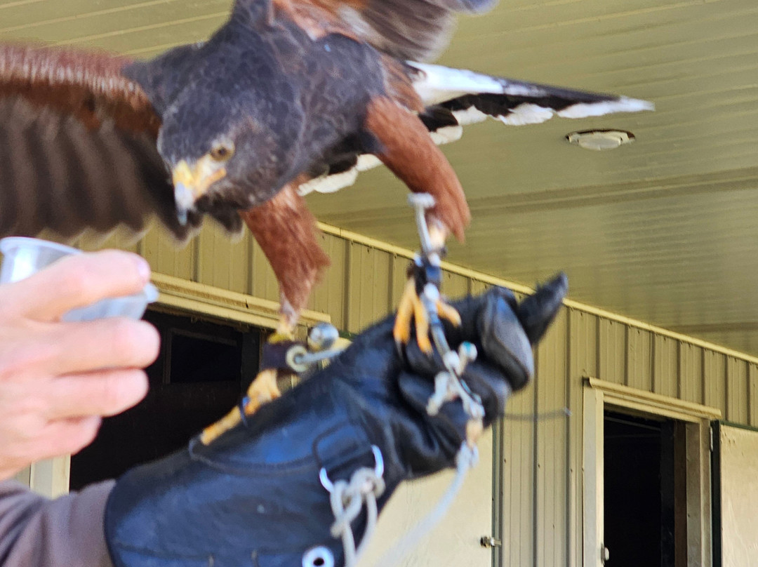 Masters Of The Skies-霍利必去景点