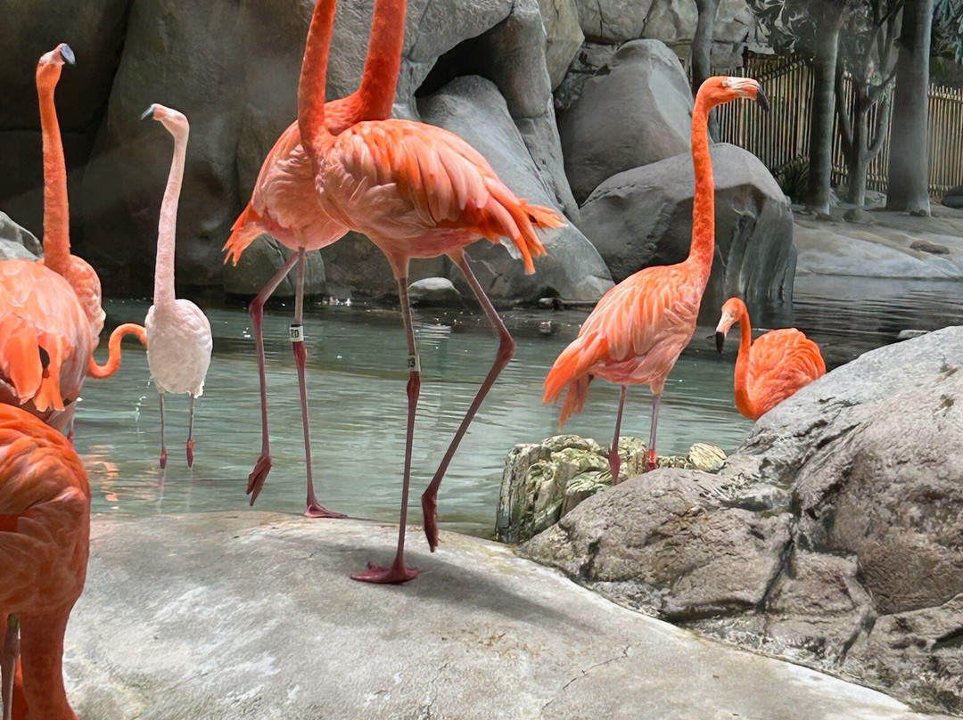 SeaWorld Yas Island Abu Dhabi-阿布扎比必去景点