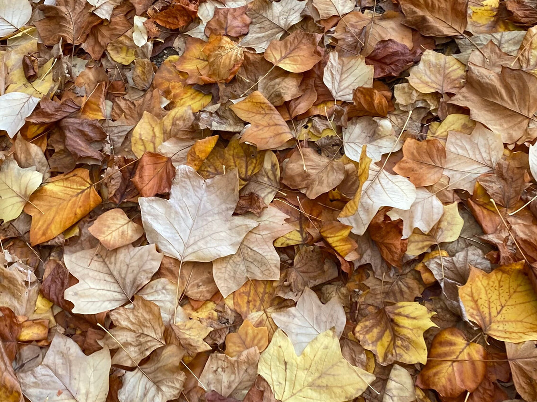 Parco della Burcina-Pollone必去景点