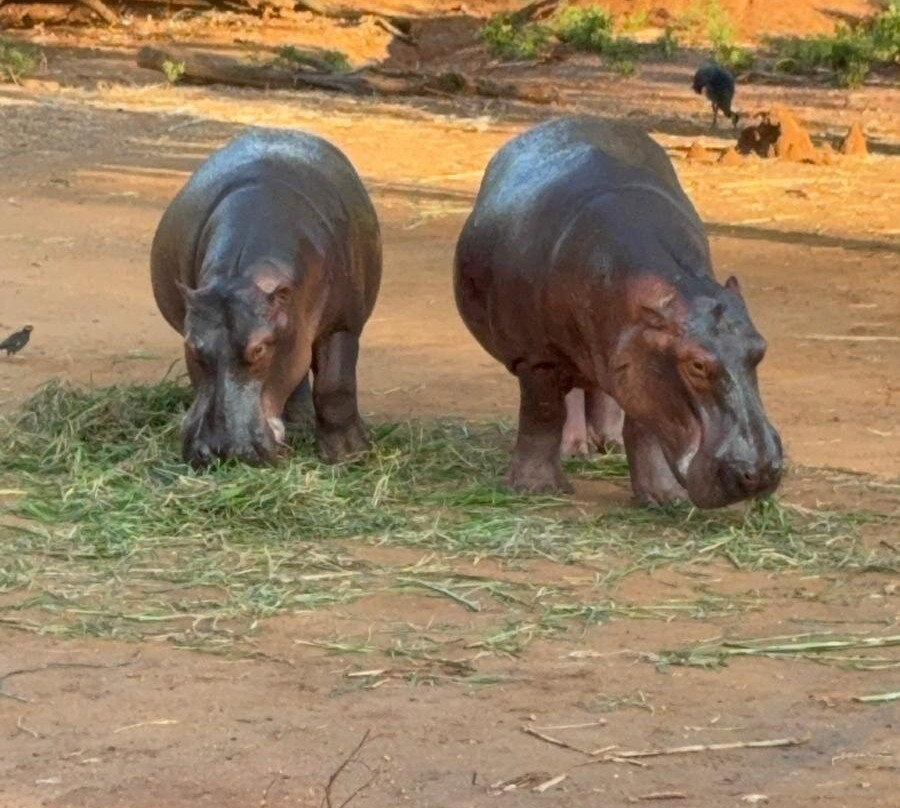Ridiyagama Safari Park-Hambantota必去景点