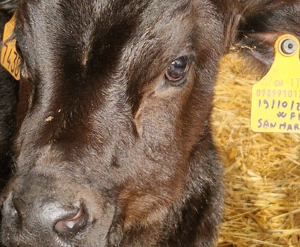 La Cigolina-Castelnuovo Bocca D'Adda必去景点