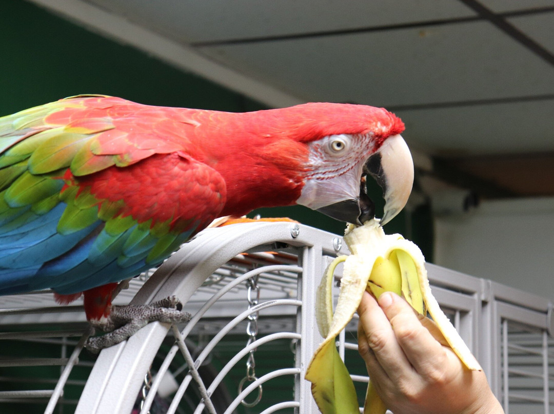 Ziggy's Haven Bird Sanctuary-因弗内斯必去景点