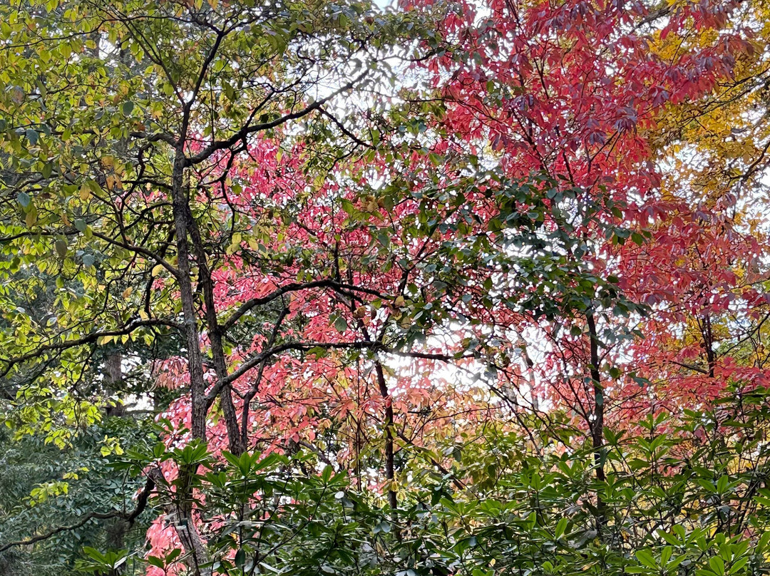 The Frelinghuysen Arboretum-莫里斯敦必去景点