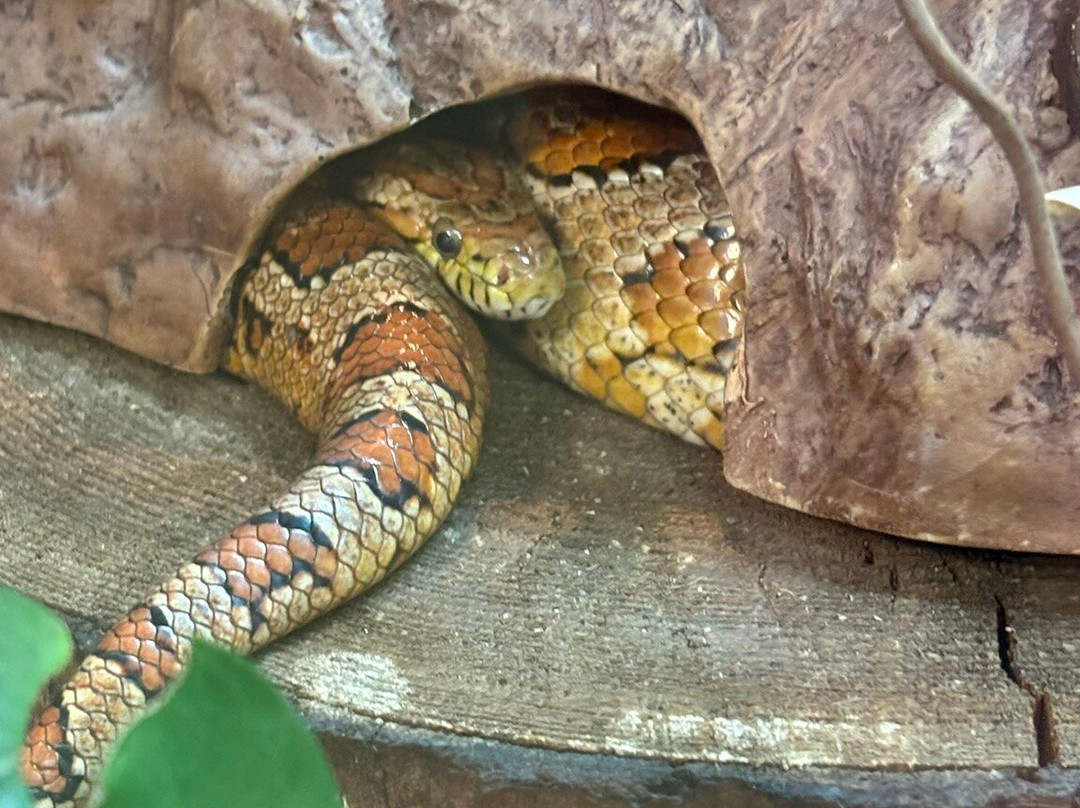 Cannon Hall Farm-Cawthorne必去景点