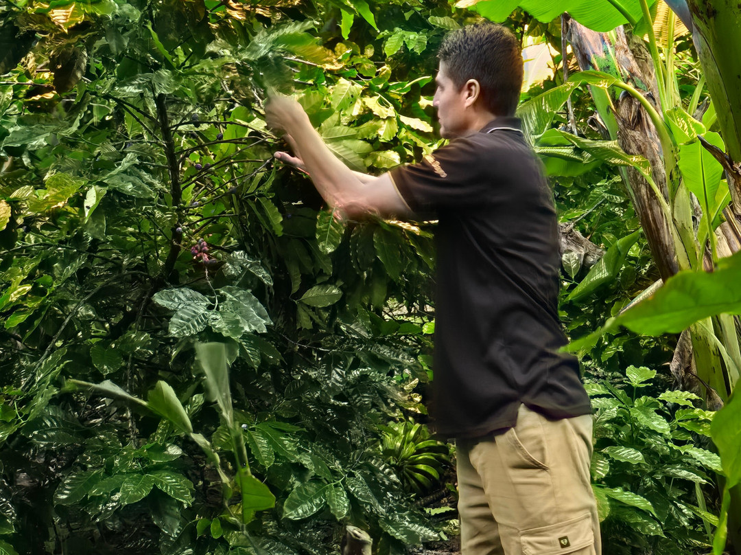 Cafe & Cacao Tour Bijagua-Bijagua de Upala必去景点
