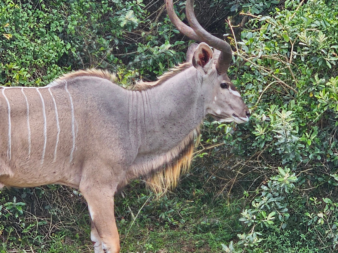 EuroZulu Guided Tours & Safaris-圣露西亚必去景点