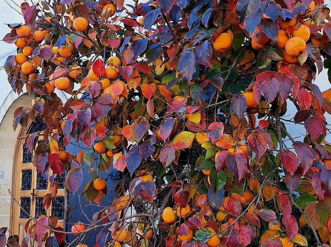 Château Pape Clément-Pessac必去景点