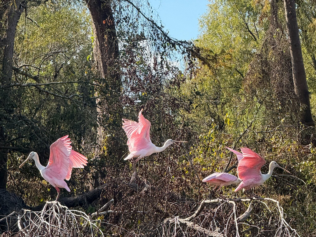 Atchafalaya Basin Landing & Airboat Swamp Tours-布里奥克斯桥必去景点