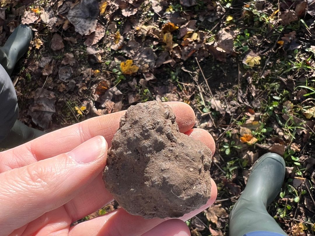 Truffle in Tuscany-圣米尼亚托必去景点