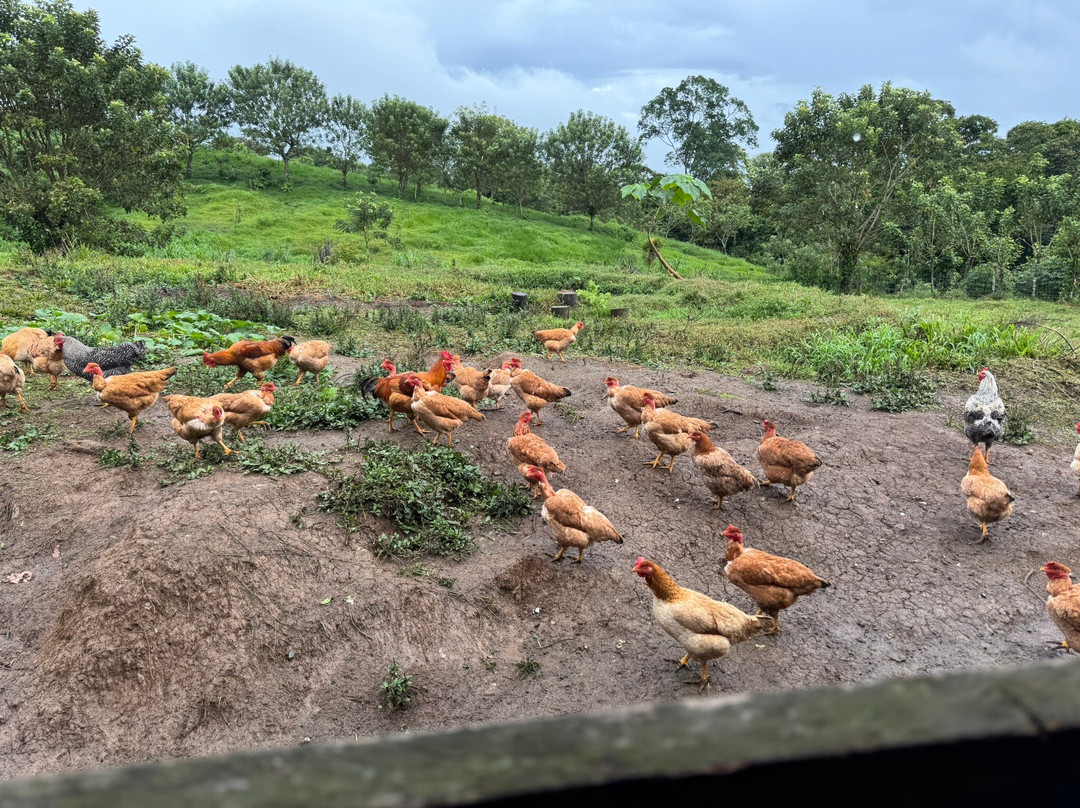 Finca Ecoorganica Sarapiqui-La Virgen必去景点