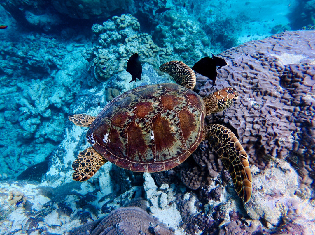 Go Local Cook Islands-堤堤卡维加必去景点