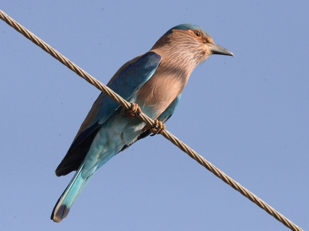 Avocet & Peregrine (Birding & Bird Photography)-巴拿吉必去景点