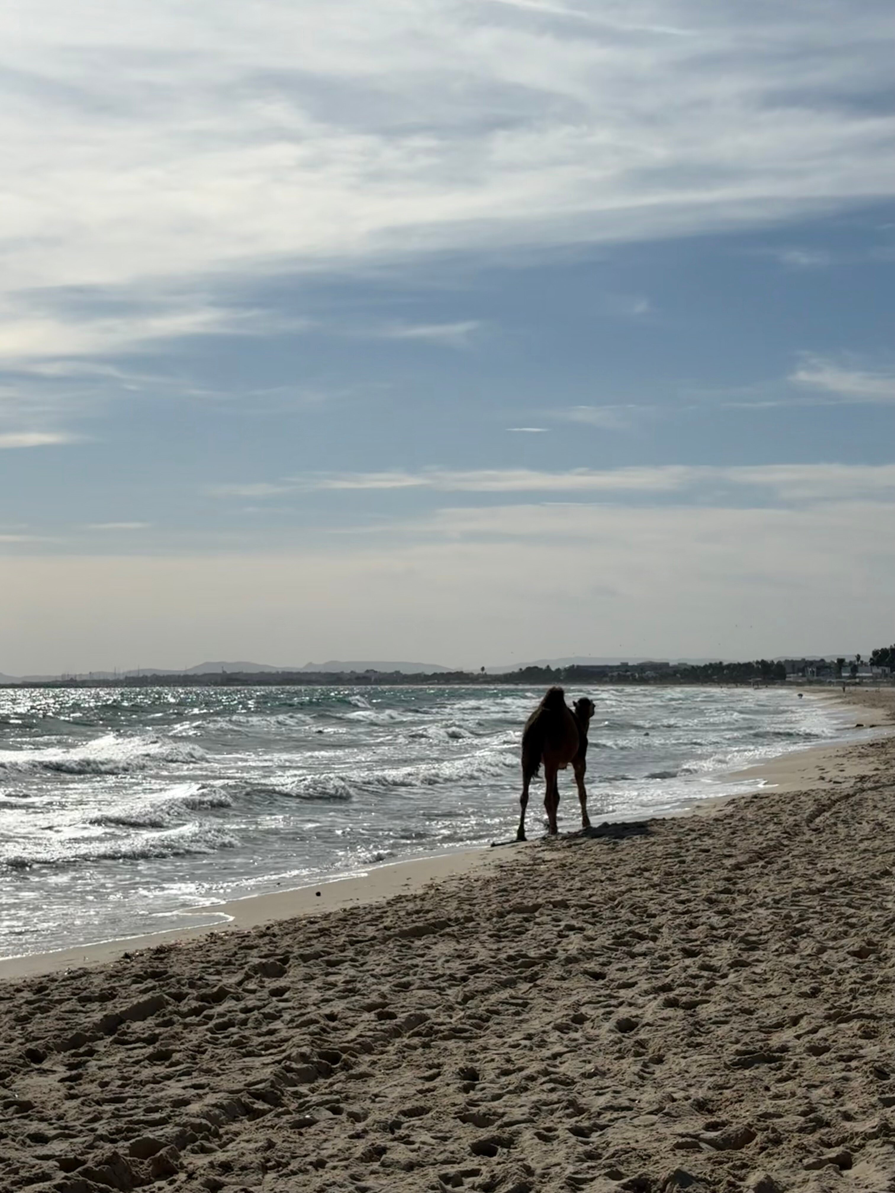 Phenicia Hotel-泳池