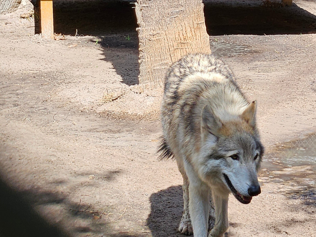 Shy Wolf Sanctuary Education & Experience Center-Golden Gate必去景点
