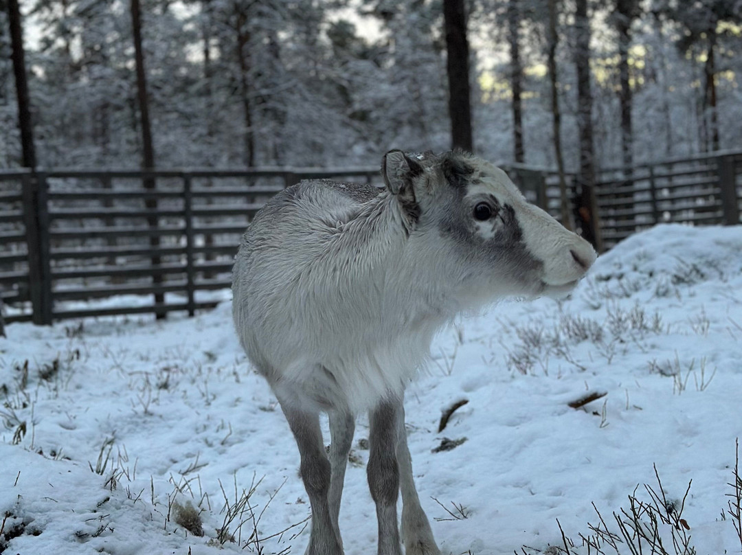 Angeli Reindeer Farm-伊纳里必去景点