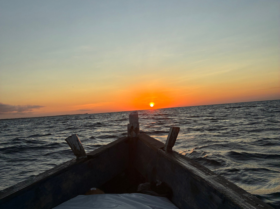 Afro Whale Shark Safari-马菲亚岛必去景点