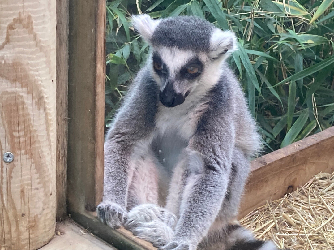 Jimmy's Farm & Wildlife Park-伊普斯威奇必去景点