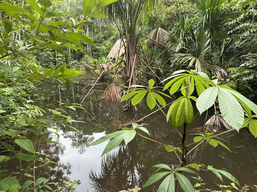 Psychonauta Foundation-伊基托斯必去景点