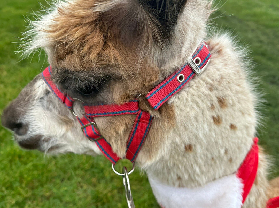 Posey Paca's-布拉德福必去景点