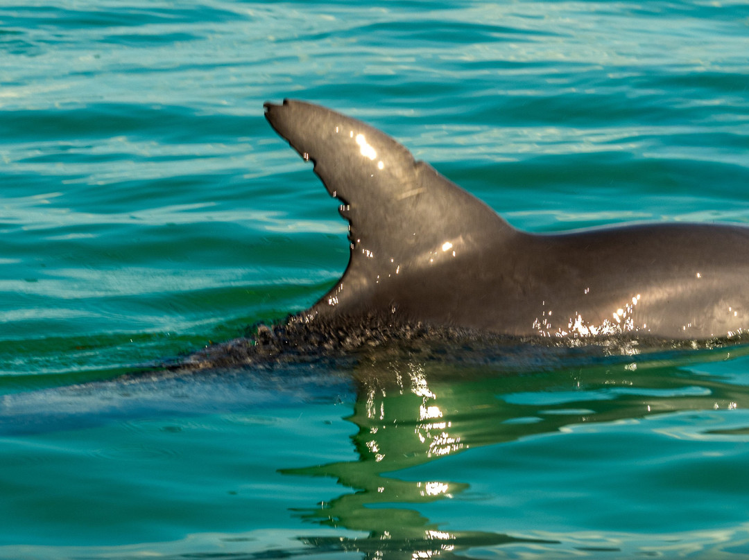 Wild About Dolphins-基韦斯特必去景点