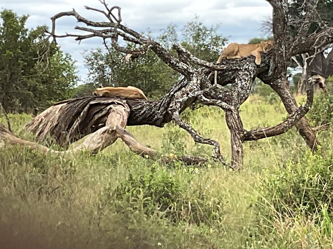 African Horizons-内罗毕必去景点