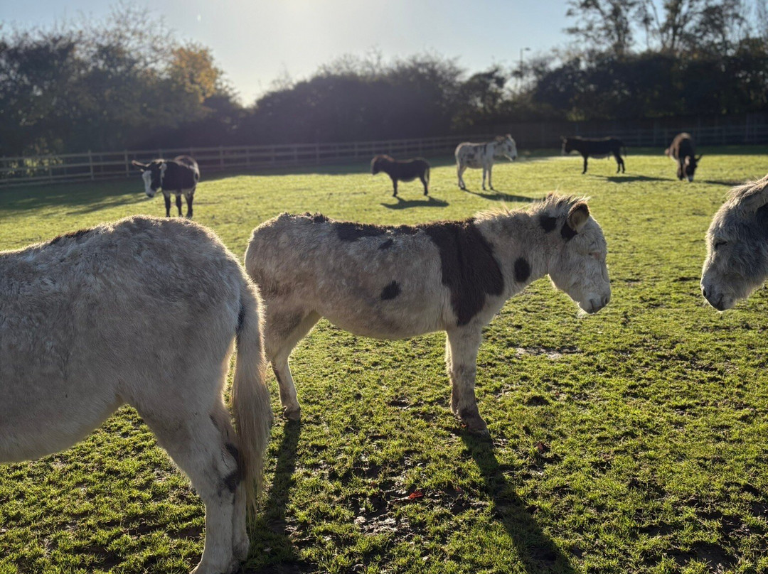 Hayling Island Donkey Sanctuary-海灵岛必去景点