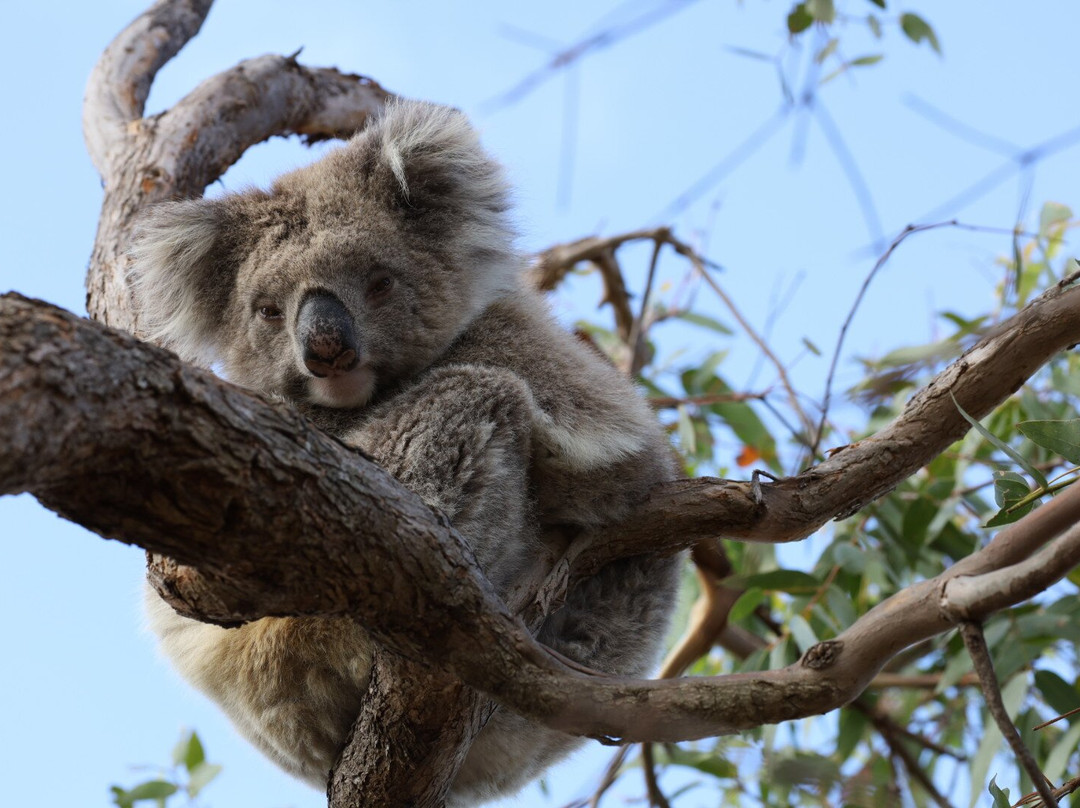 Mikkira Station Koala Sanctuary-Port Lincoln必去景点
