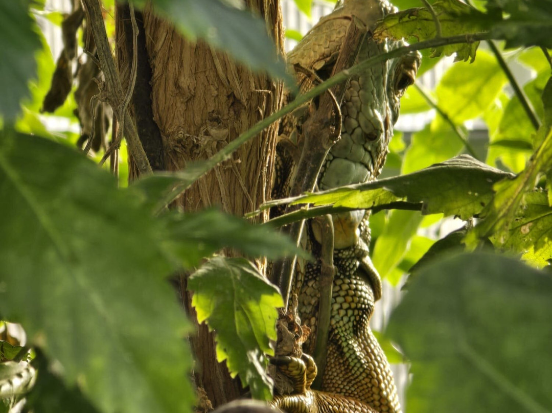 热带蝴蝶馆，野生动物和狩猎中心-谢菲尔德必去景点