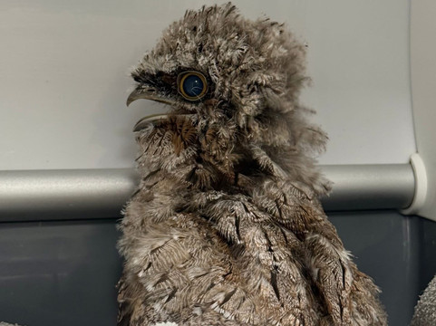 WA Wildlife-珀斯必去景点