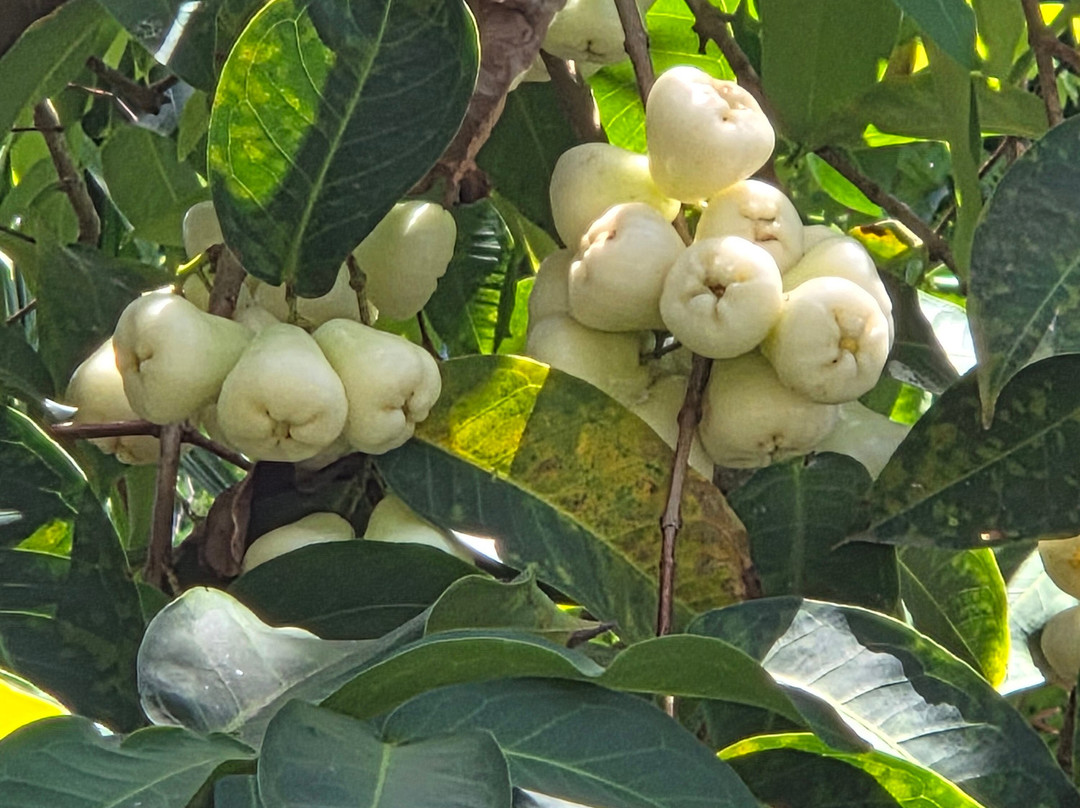 Le Jardin Du Roi Spice Garden-马埃岛必去景点