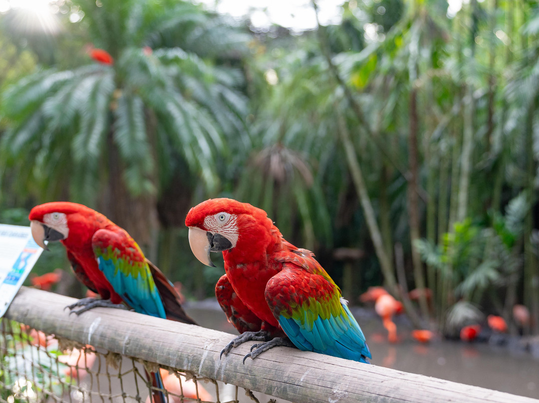 Zoo de Martinique-Le Carbet必去景点