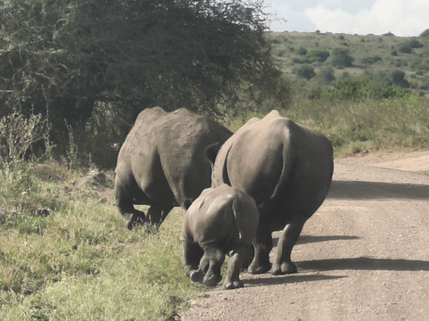 Kenya Tour Budget Safari-内罗毕必去景点