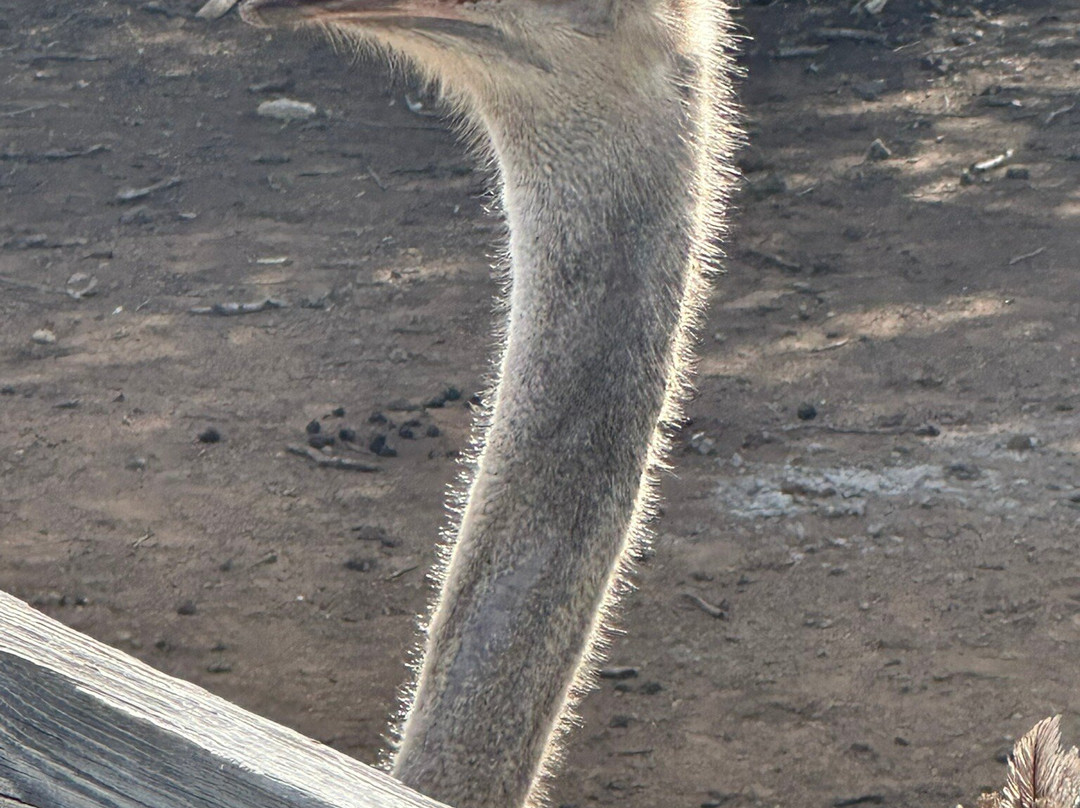 Curacao Ostrich Farm-库拉索必去景点
