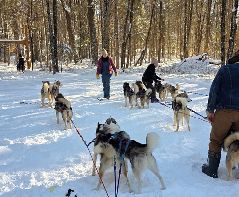 Winterdance Dogsled Tours-Haliburton必去景点