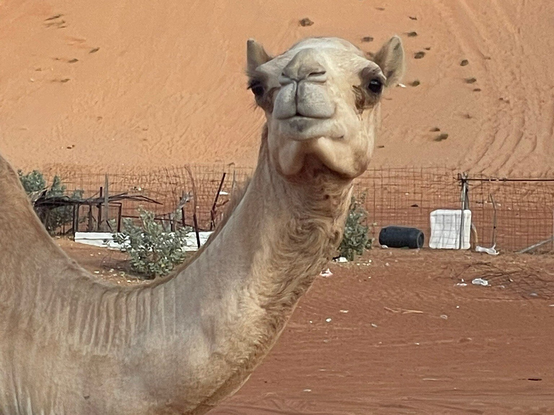 Muscat Nature Tours - Day Tours-马斯喀特必去景点