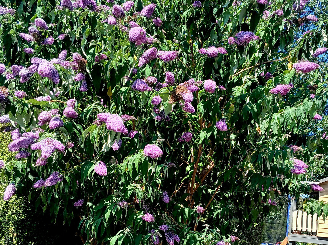 Emerald Ridge Bed & Breakfast主图