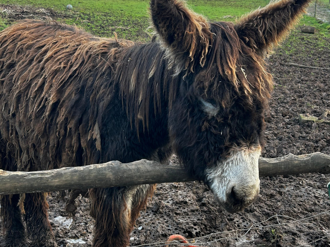 Lucky Tails Alpaca Farm-Atherstone必去景点