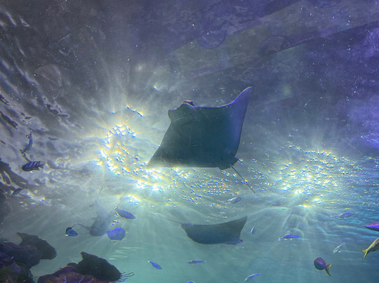 Aquarium At The Boardwalk-布兰森必去景点