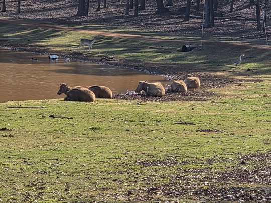 Cherokee Trace Drive-Thru Safari-Jacksonville必去景点