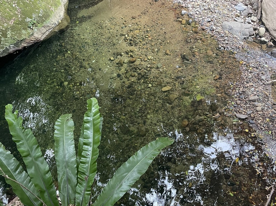 Minnamurra Rain Forest Centre-Jamberoo必去景点
