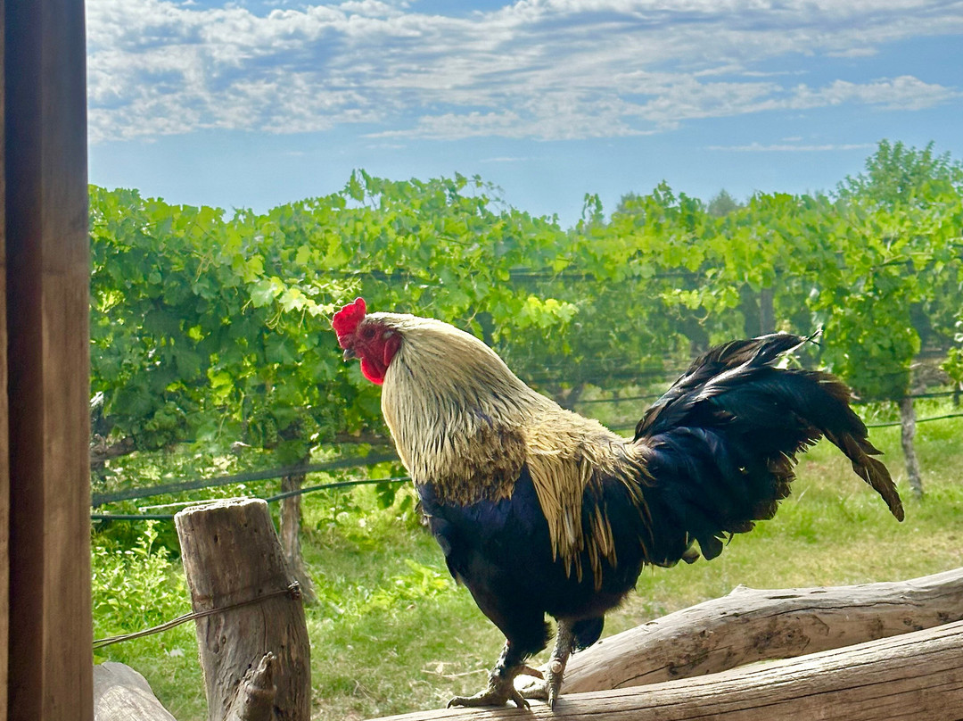 Bodega Alpamanta-路冉得库约必去景点