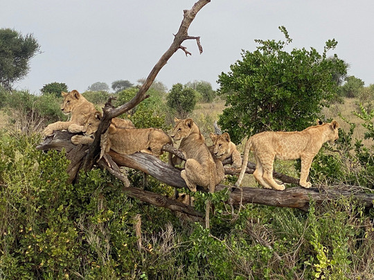 Cariola Safari Kenya-瓦塔木必去景点